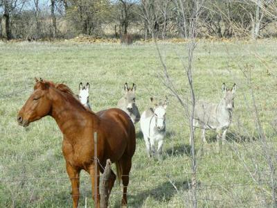 Donkeys hiding behind a horse