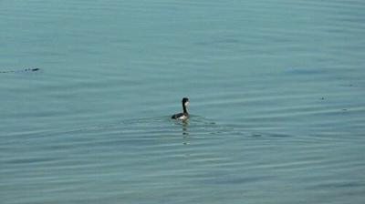 A cute little killer grebe. They make a noise like a squeaky toy